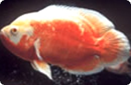 Oscar - Ruby Albino - 3-4 inch